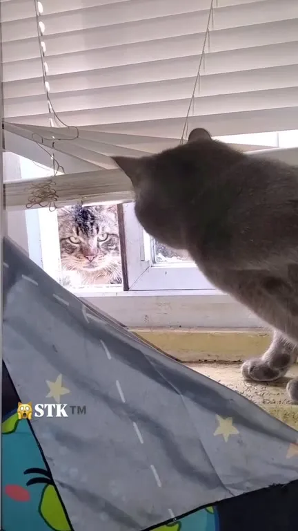 Кот под дождём у окна