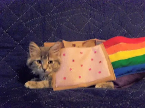 Котёнок в бумажном пакете