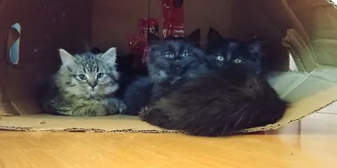 Котята в картонной коробке