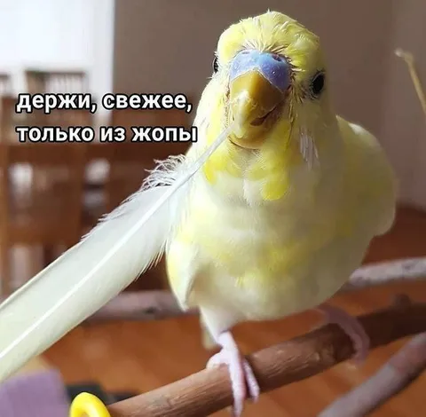 Свежие перья только из жопы