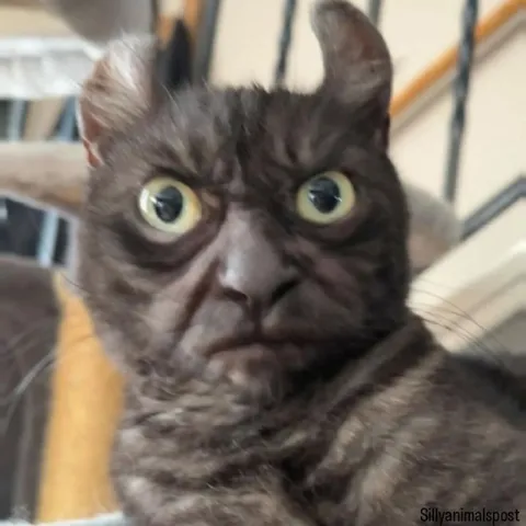 Удивлённый кот с огромными глазами