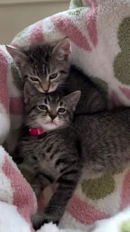Котята уютно жуют и обнимаются