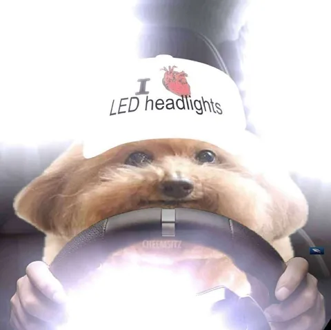 Cheems Loves LED Headlights