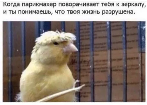 Когда увидел стрижку в зеркале