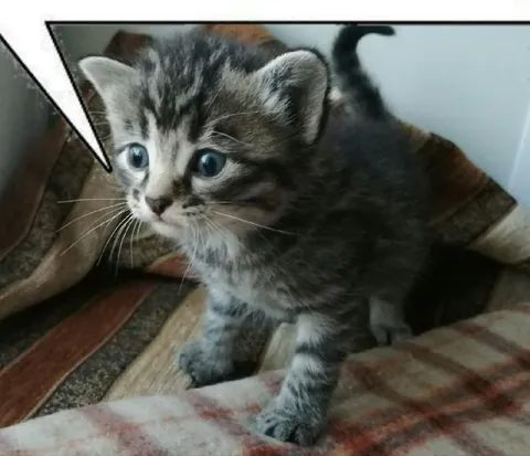 Котёнок с пустым диалогом