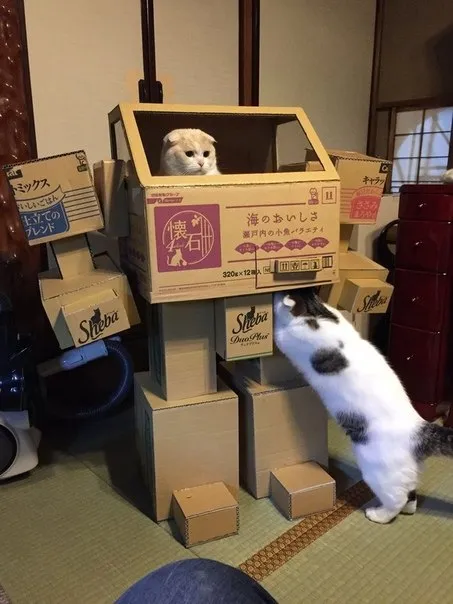 段ボールハウスの猫たち