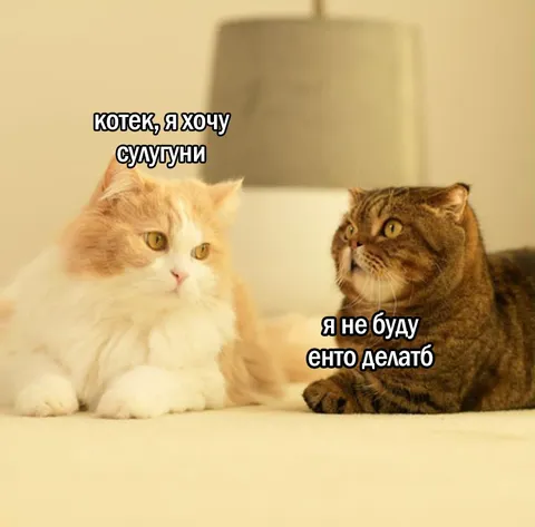 Котек хочет сулугуни