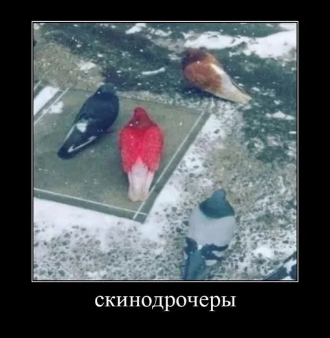 Скинодрочеры на снегу