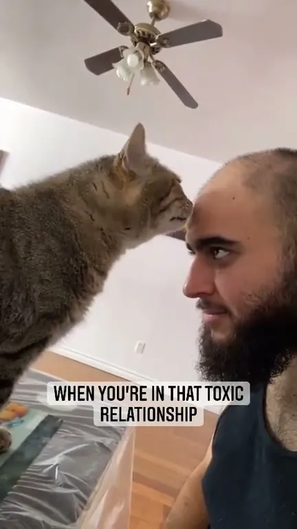 Toxic Relationship Cat Slap