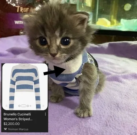 Luxury Sweater Kitten