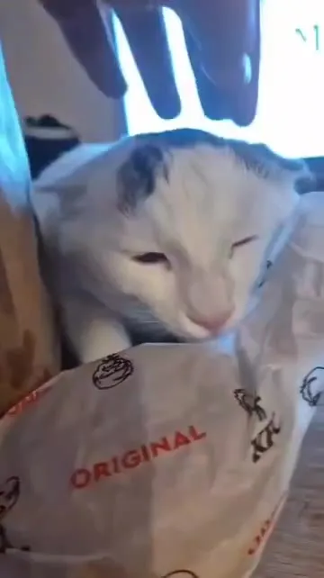 Кот ворует еду под музыку