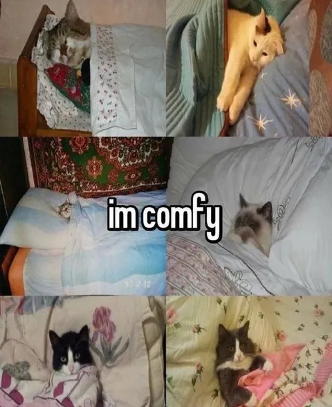 Cats Comfortable in Bed