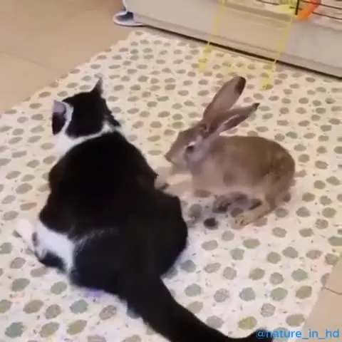 Кролик гладит кота