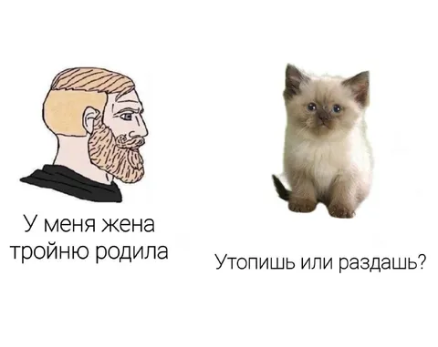 Тройня и котята