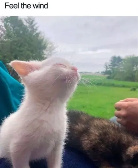 Feel the Wind Cat