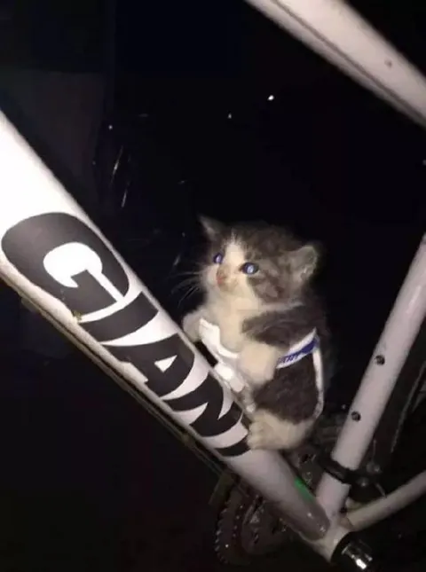Котёнок на велосипеде
