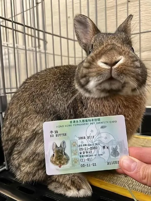 兔子的香港身份证