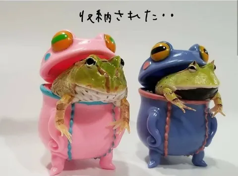 収納されたカエルたち