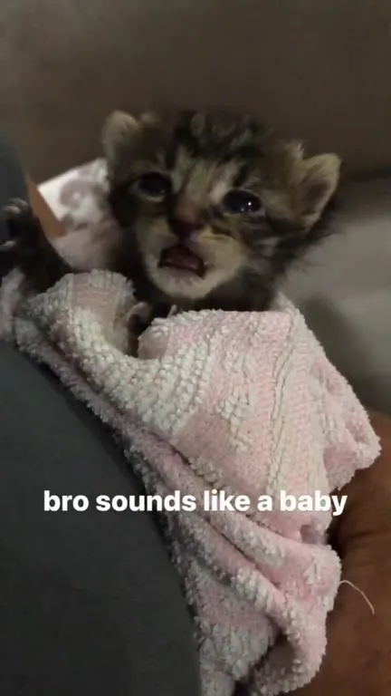 Kitten Sounds Like a Baby