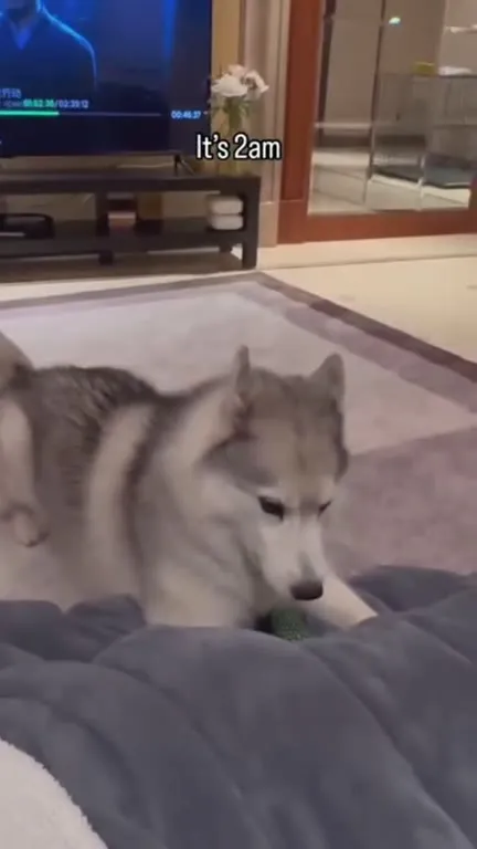 Husky at 2AM