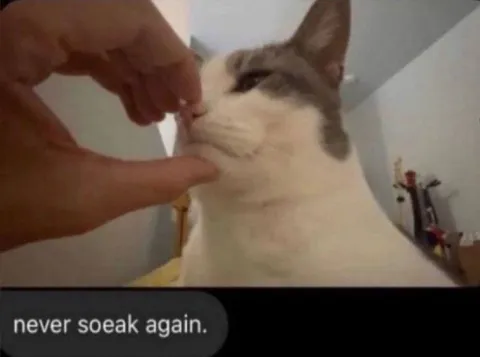 Never Soeak Again Cat
