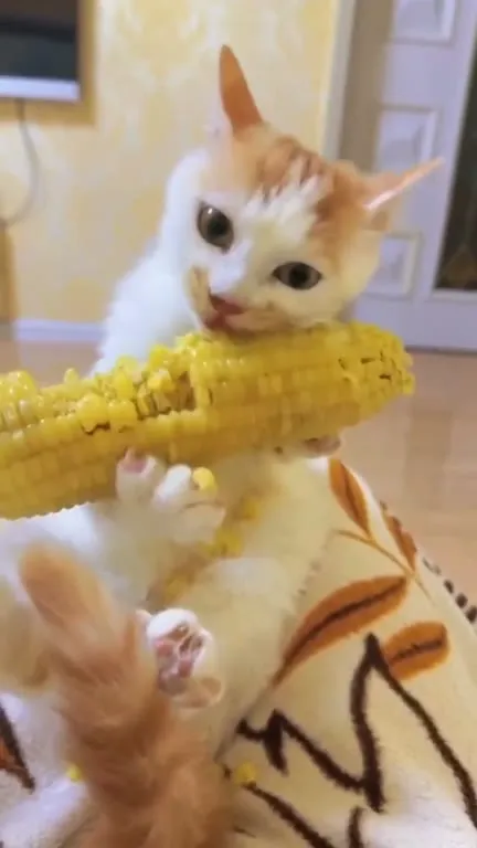 Кот ест кукурузу