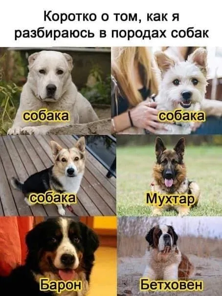 Как я разбираюсь в породах собак