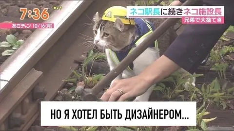 Кот хотел быть дизайнером