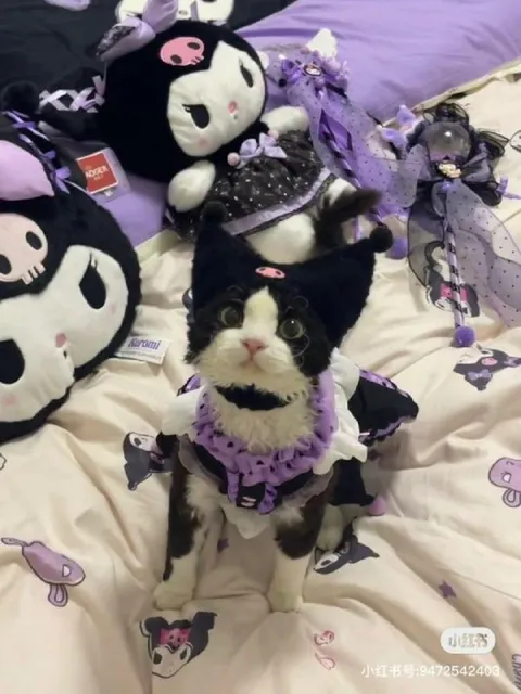 Cat dressed as Kuromi