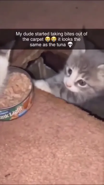 Kitten Thinks Carpet Is Tuna