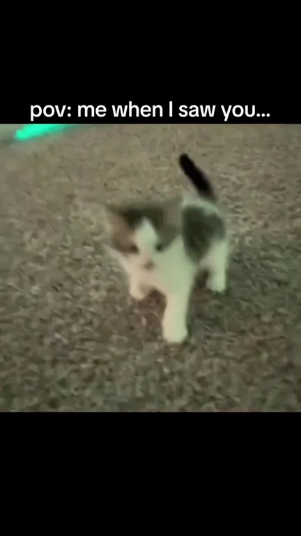 Cat When It Sees You