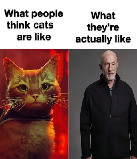What People Think Cats Are Like