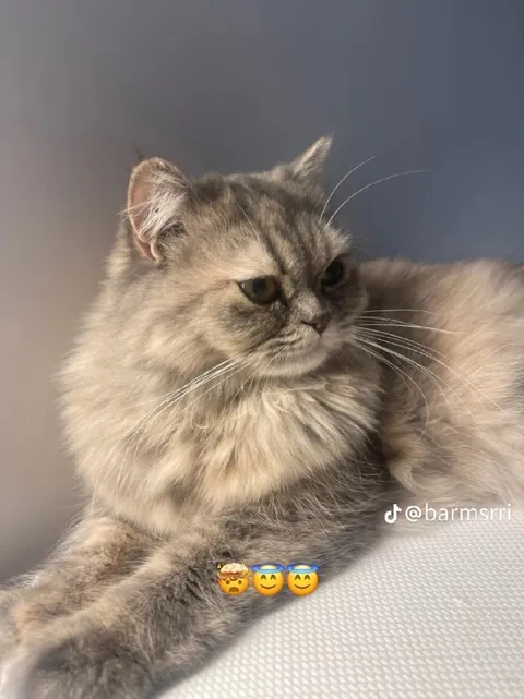 Кот в шоке и умилении