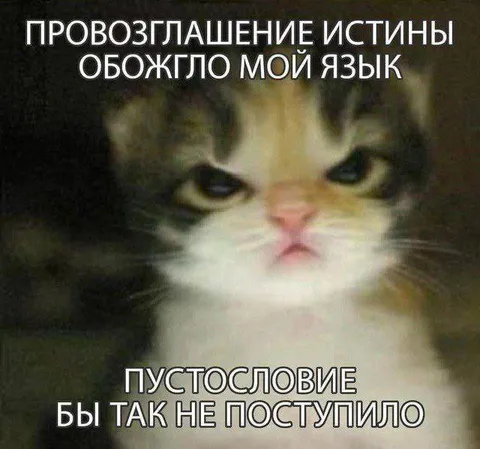 Кот после правды
