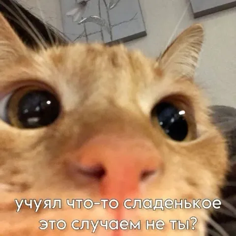 Кот просит сладенькое