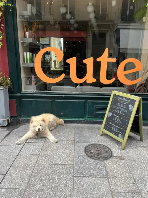 Cute Dog Outside the Cafe