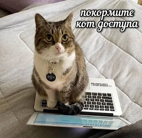 Покормите кота доступа