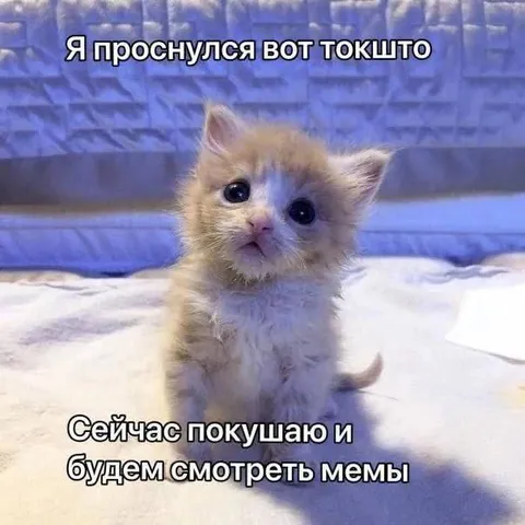 Проснулся и смотрю мемы