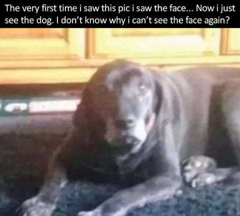 I Only See the Dog