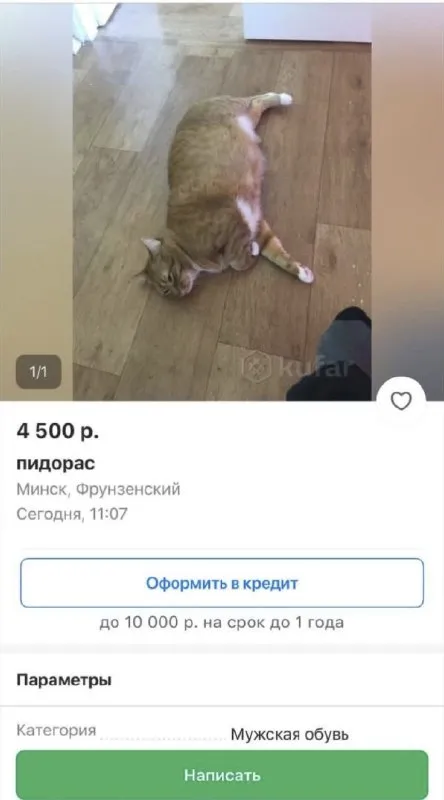 Кот за 4500 рублей