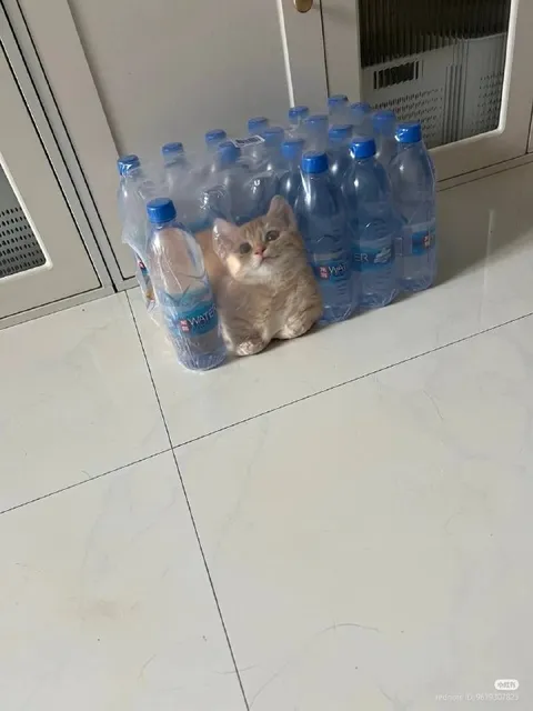 Кот среди бутылок воды