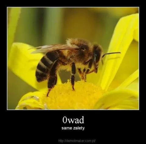 0wad — same zalety