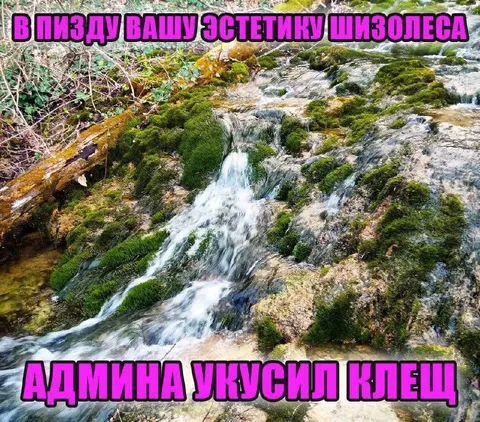 Эстетика шизолеса и клещ