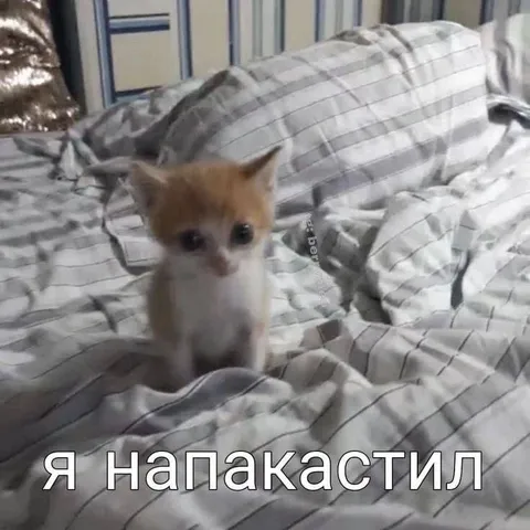 Я накакастил в кровати