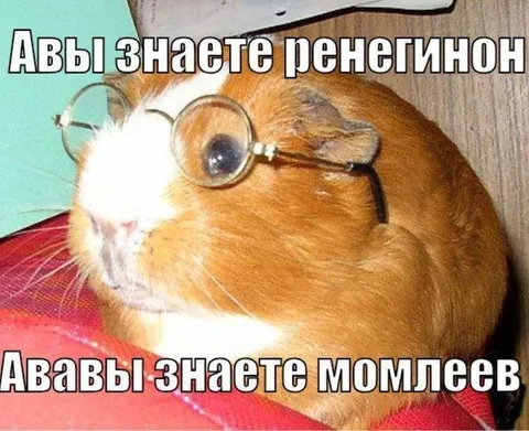 Учёная морская свинка