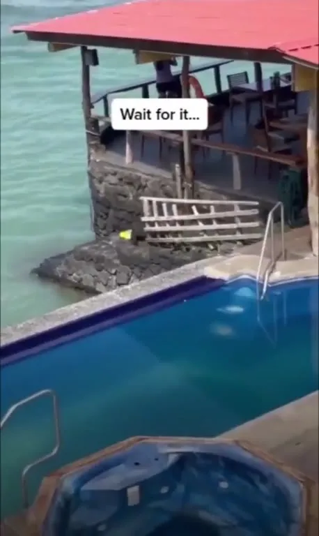 Seal Lands on Sun Lounger