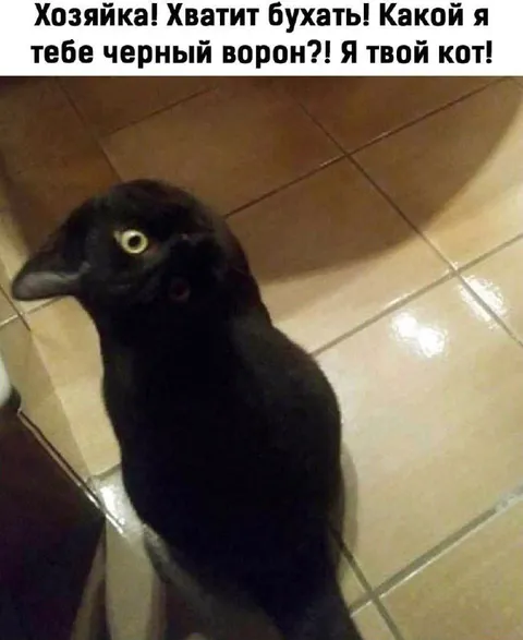 Я твой кот, а не чёрный ворон