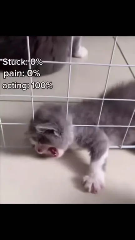 Kitten Acting Trapped