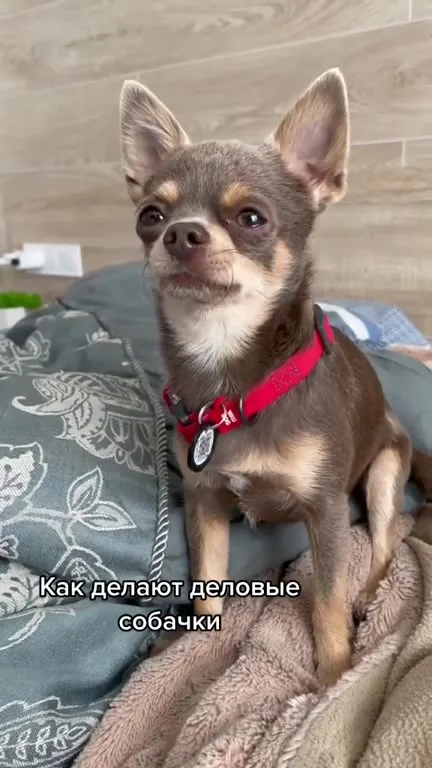 Как делают деловые собачки