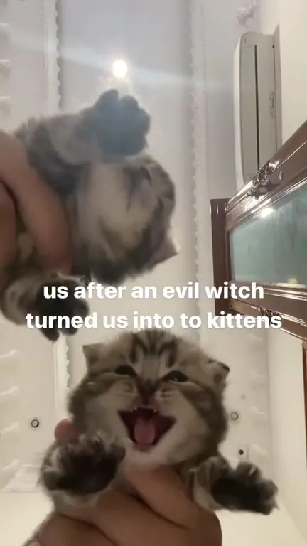 Us After Becoming Kittens